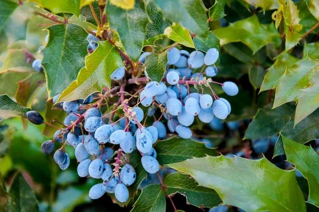 The Oregon Grape Revolution: How This Supplement is Changing Lives